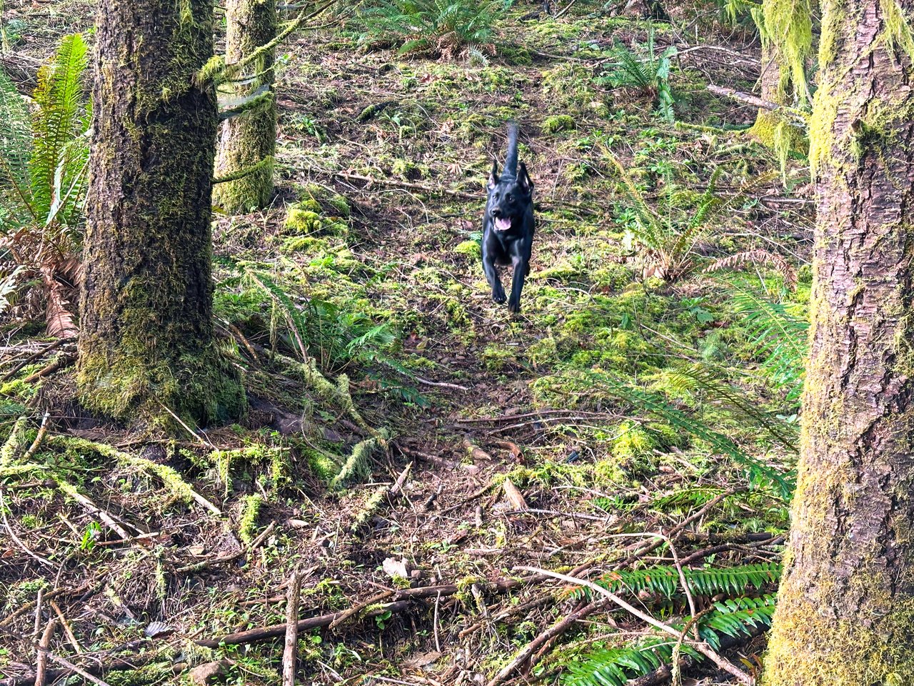 Waite Creek Woodlands