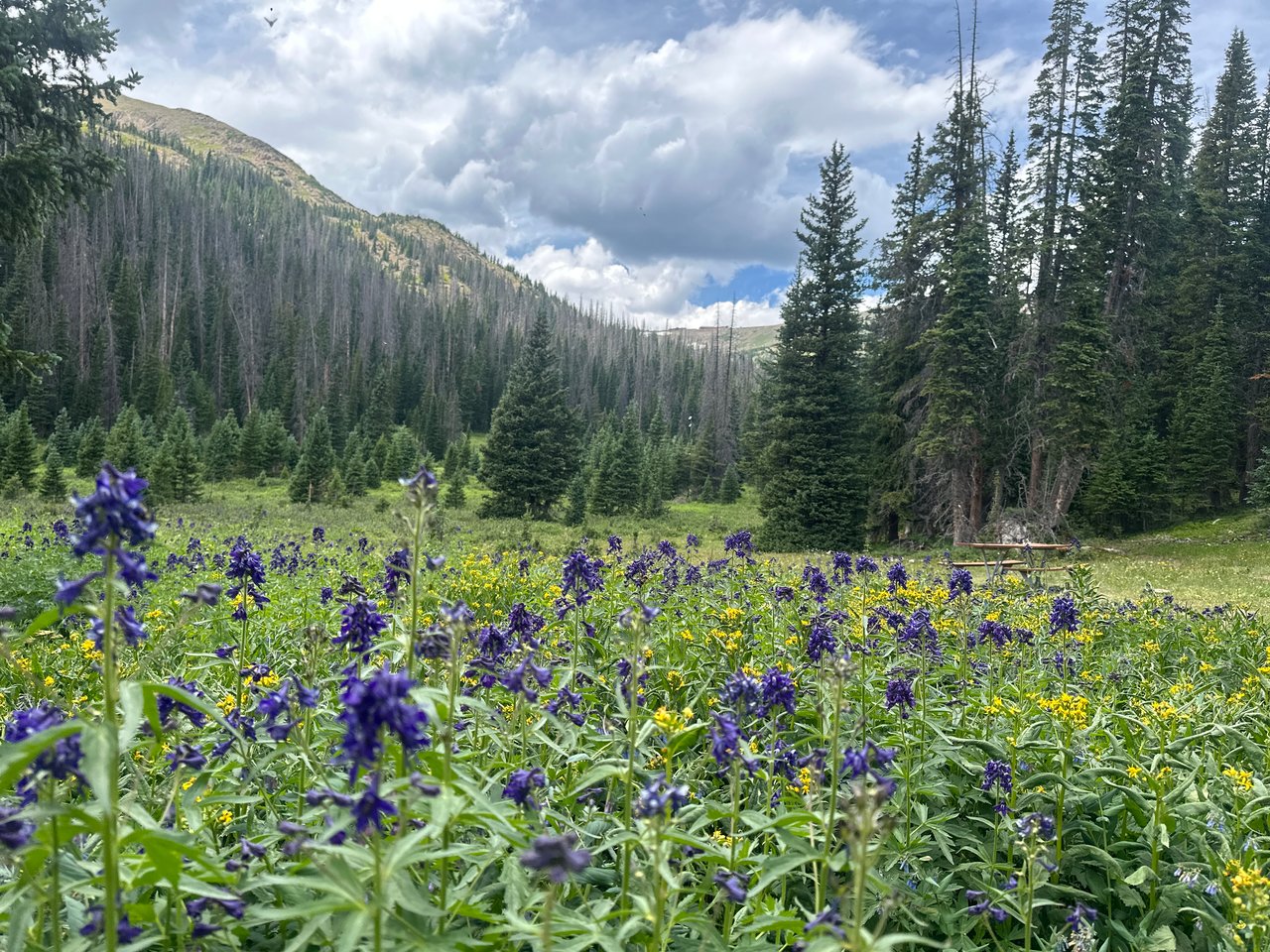 Into the Wild: Discovering Rocky Mountain National Park with Monica