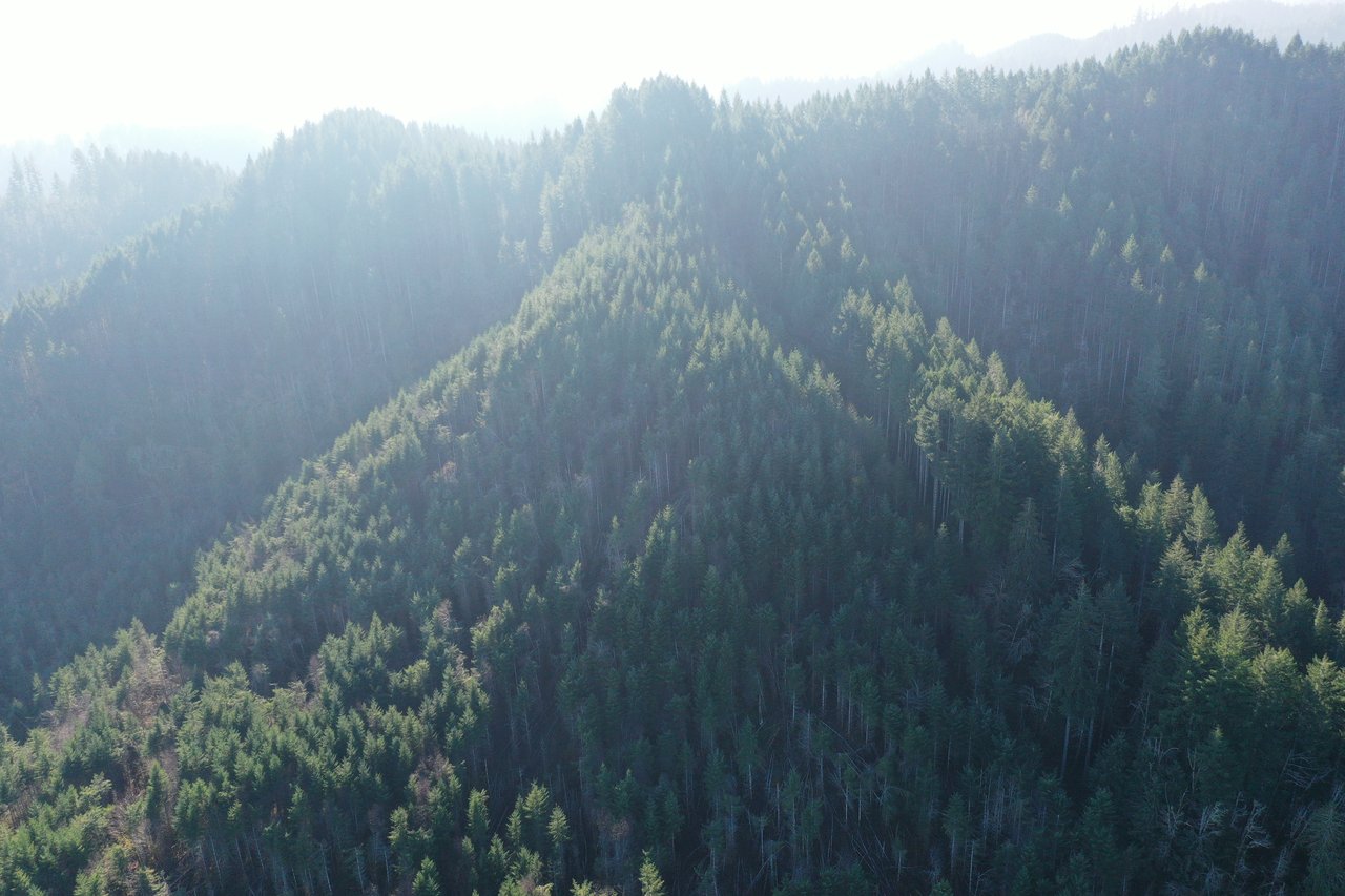 Rust Road Forest