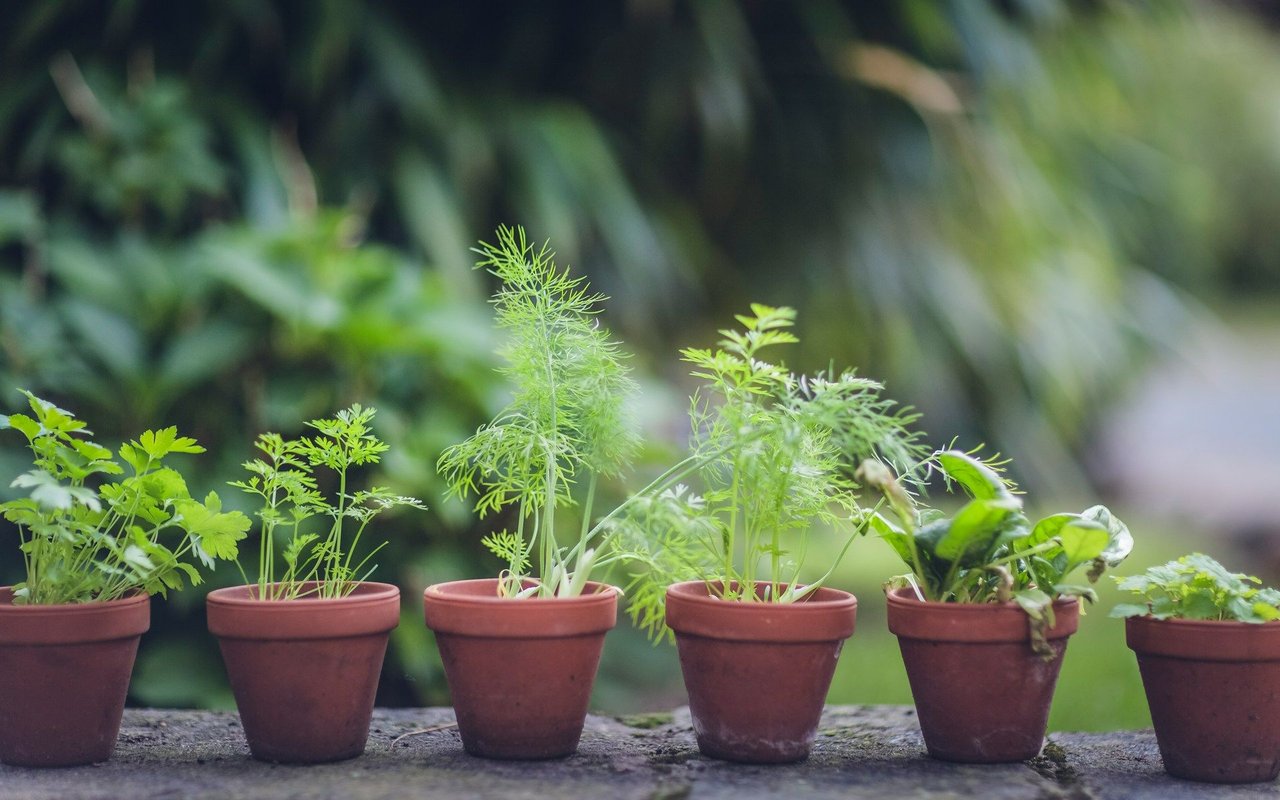 Gardening Tips for June