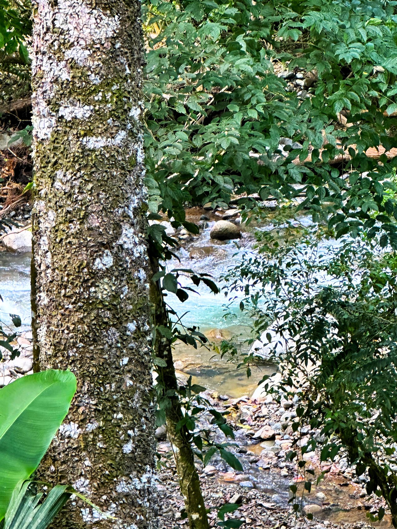 FIRE SALE! Jungle, Rivers, a Waterfall and Panoramic Ocean View