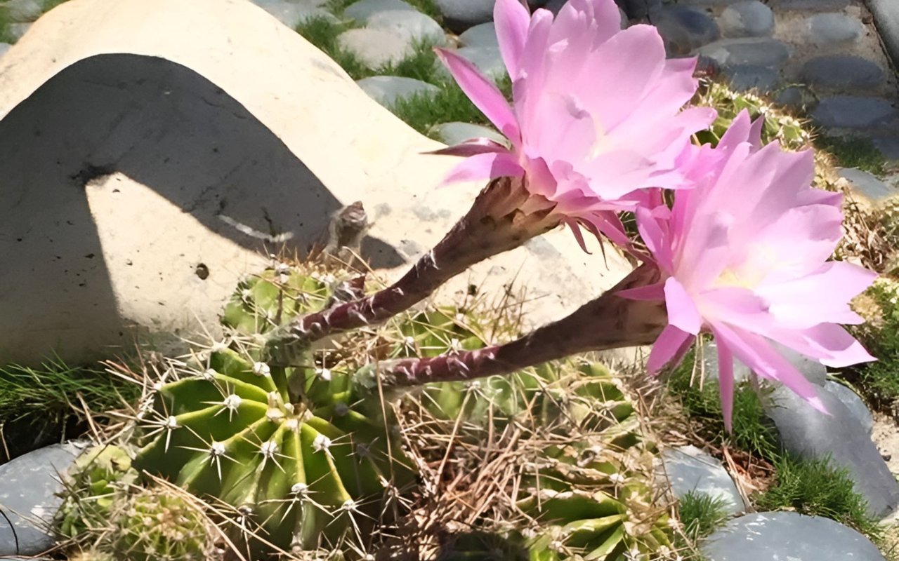 Two pink cactus blooms rise above a spiny cactus among rocks and dry grasses.