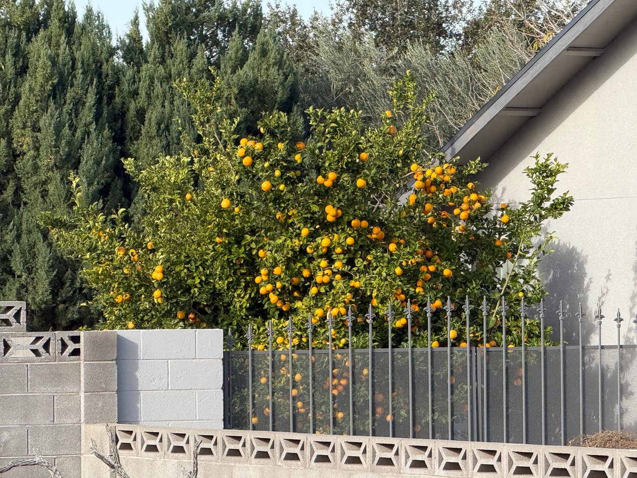 Growing Citrus in Kingman AZ