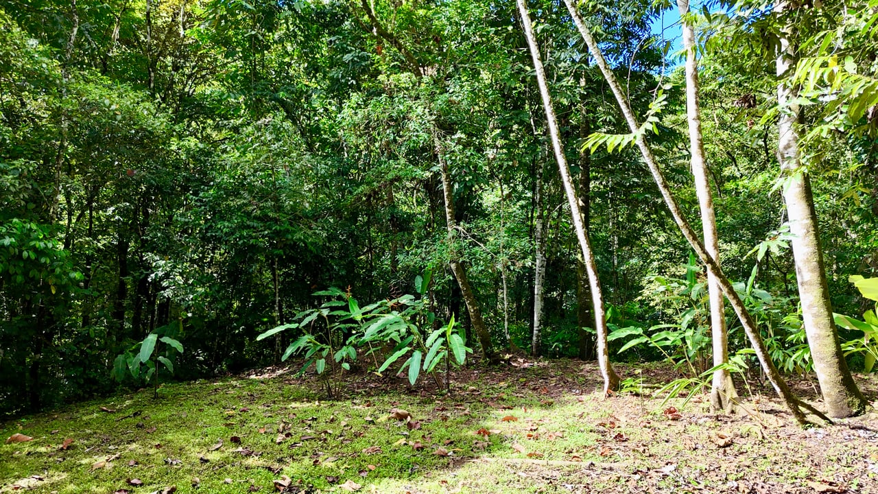 Selva Vista Estate – 5.9 Acres of Wild Beauty