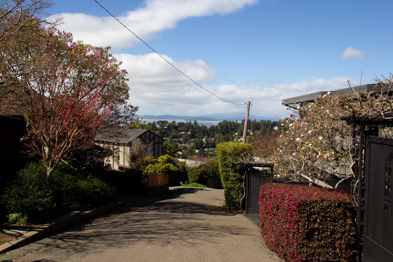 Piedmont Pines