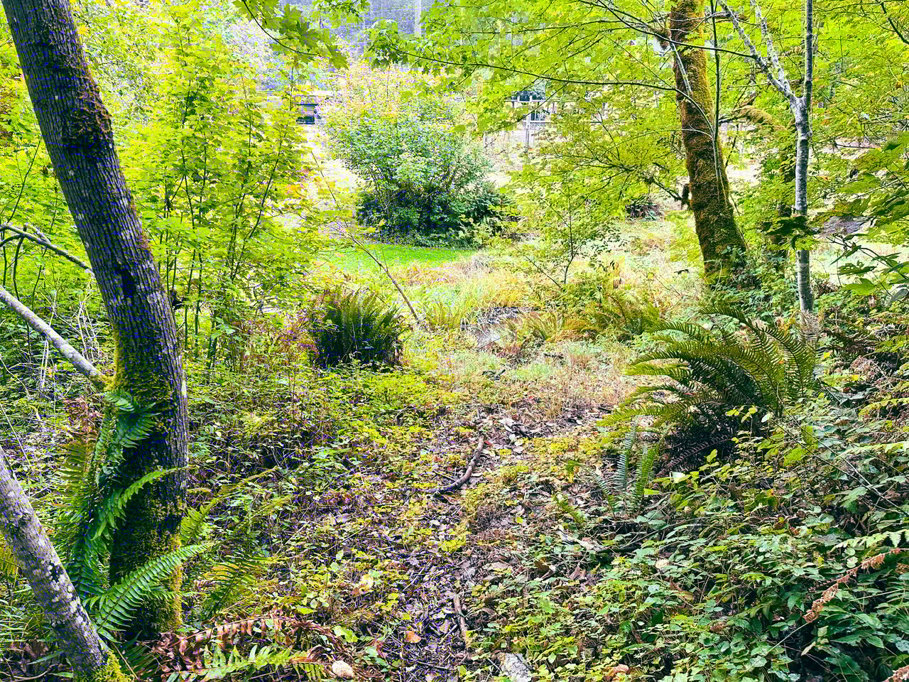 Little Forest