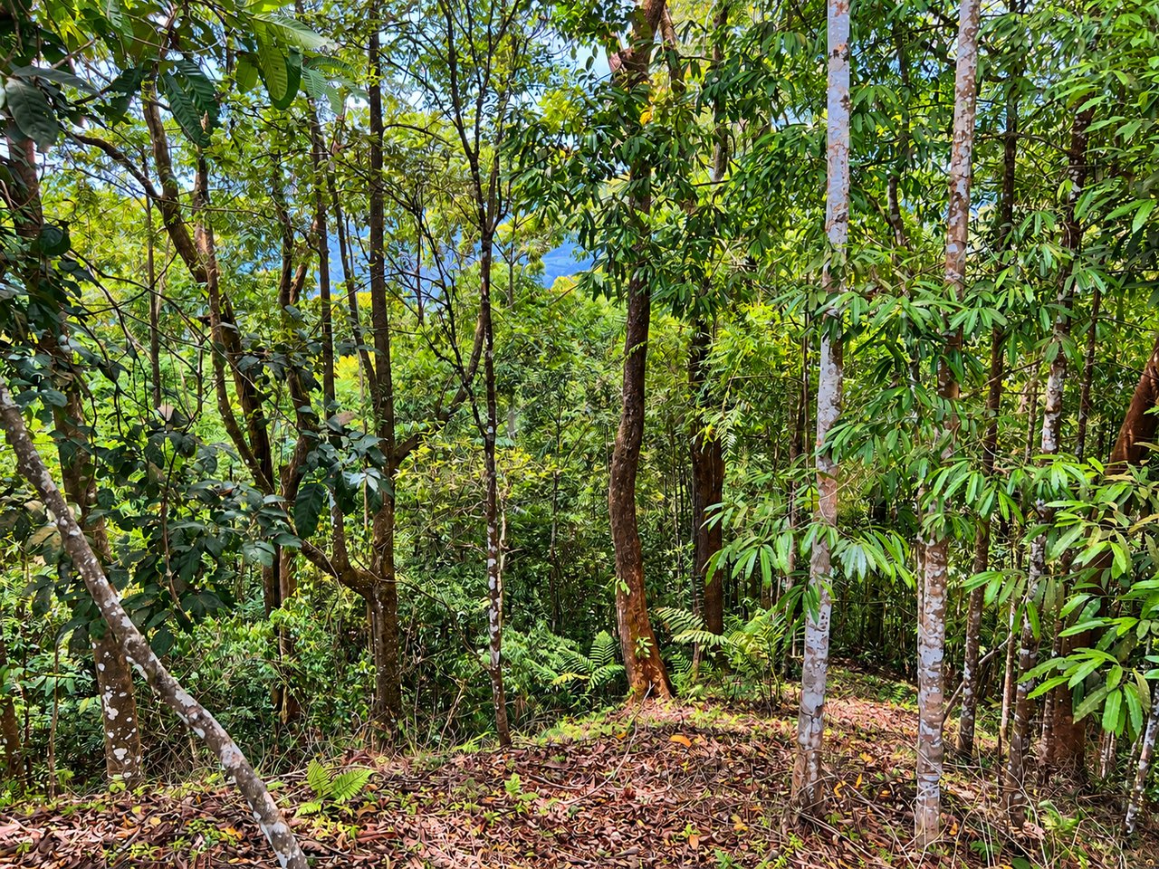 Tinamastes Mountain Escape | Cool Climate, Nature & Endless Potential