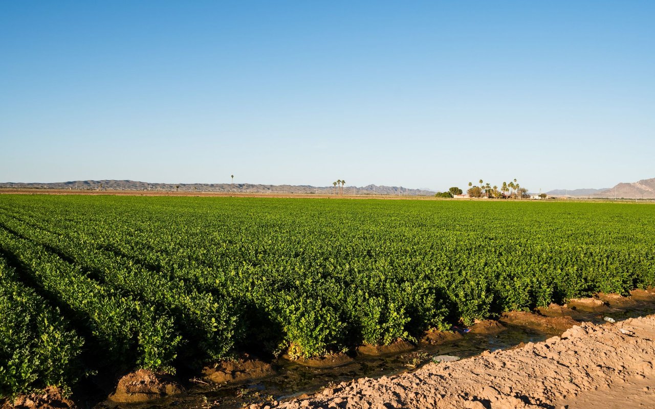 Yuma East