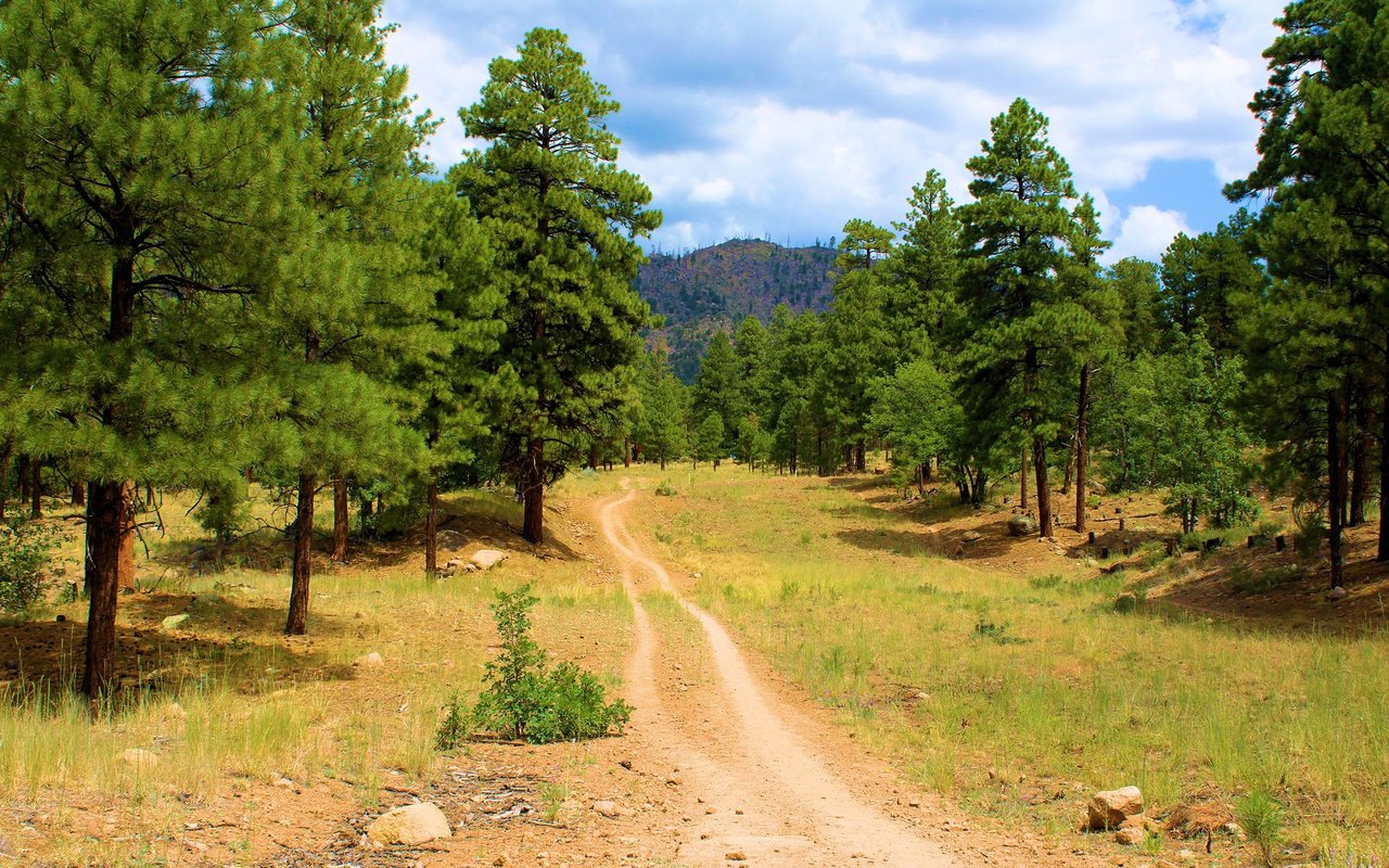 Ponderosa Trails