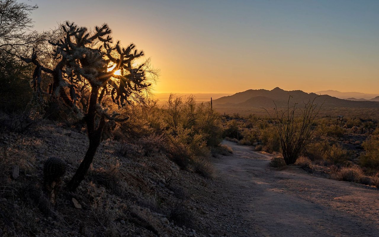 Desert trail winds past a branching cactus toward distant mountains at sunset.