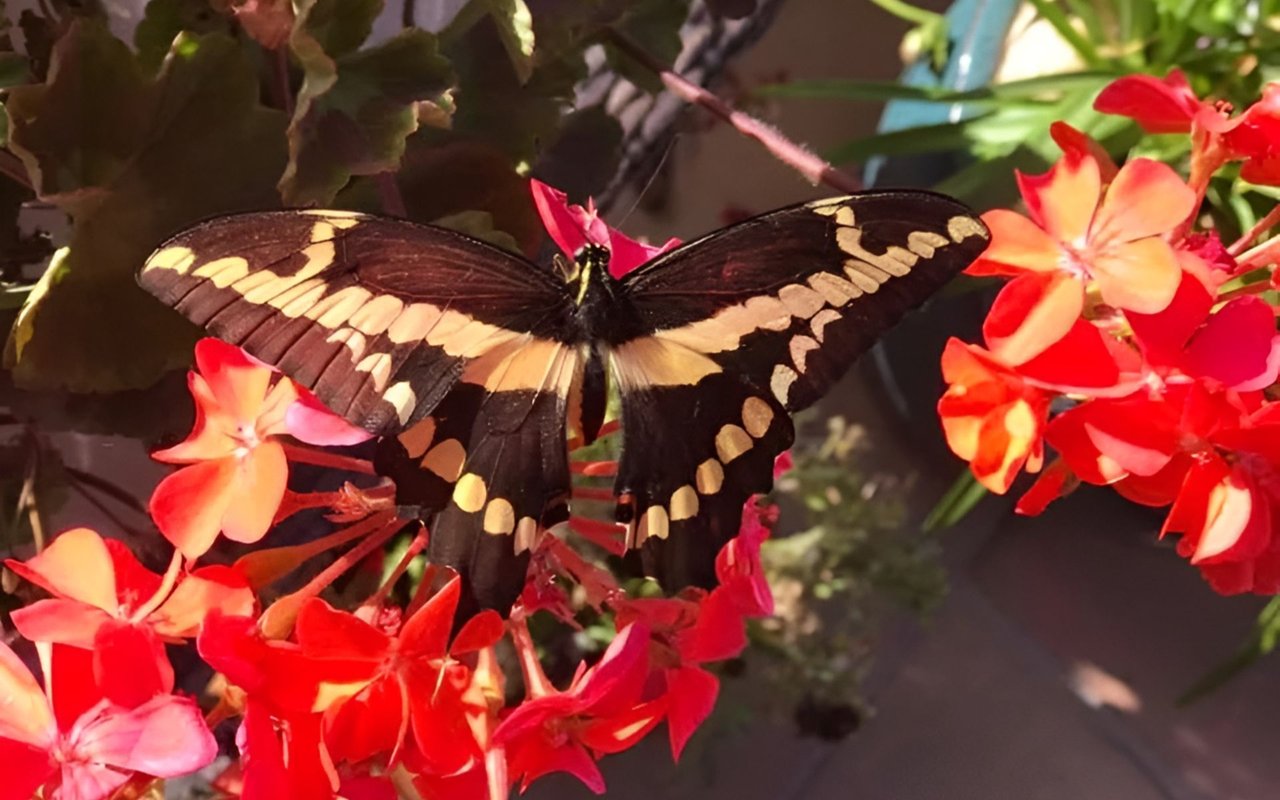 Dark butterfly with pale yellow wing markings resting among bright red and pink flowers.