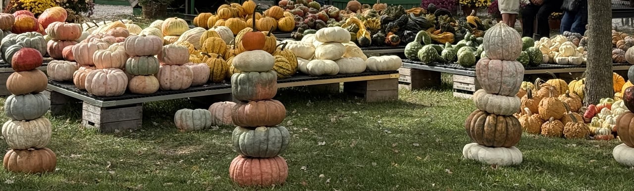 Pumpkin patch display with stacked heirloom pumpkins in varied colors across outdoor tables.