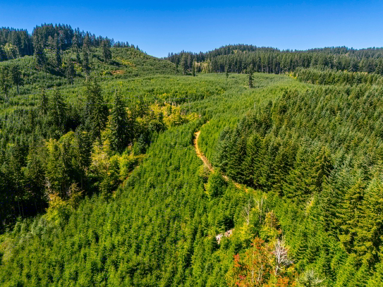 LINCOLN-HILLTOP TREEFARM Sealed Bid Offering 