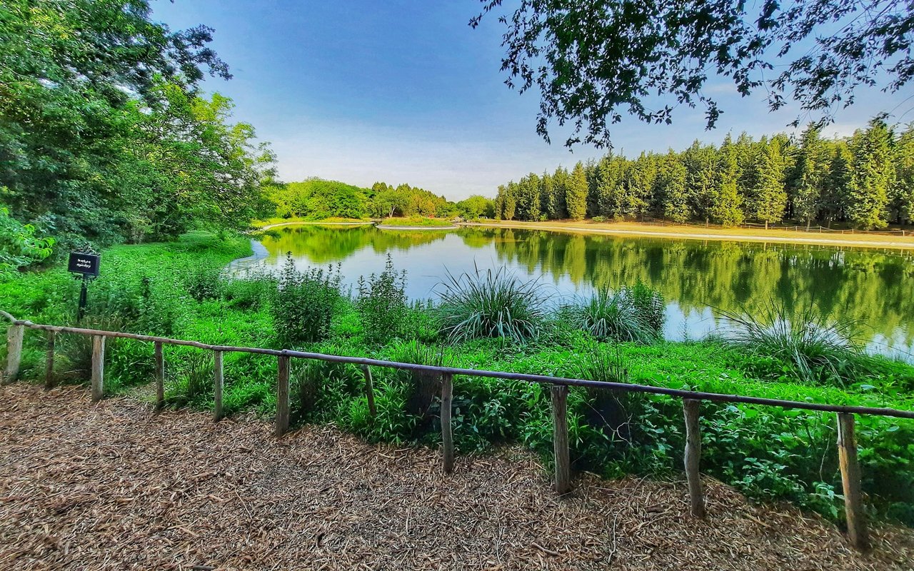 Harmony neighborhood pond reflecting trees, with a wooden railing along the mulched path.