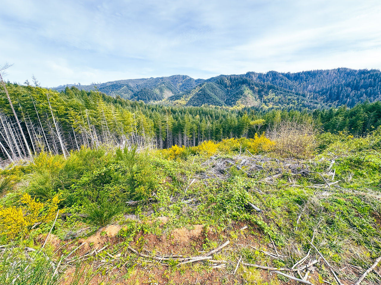 Nelson Mountain Meadows