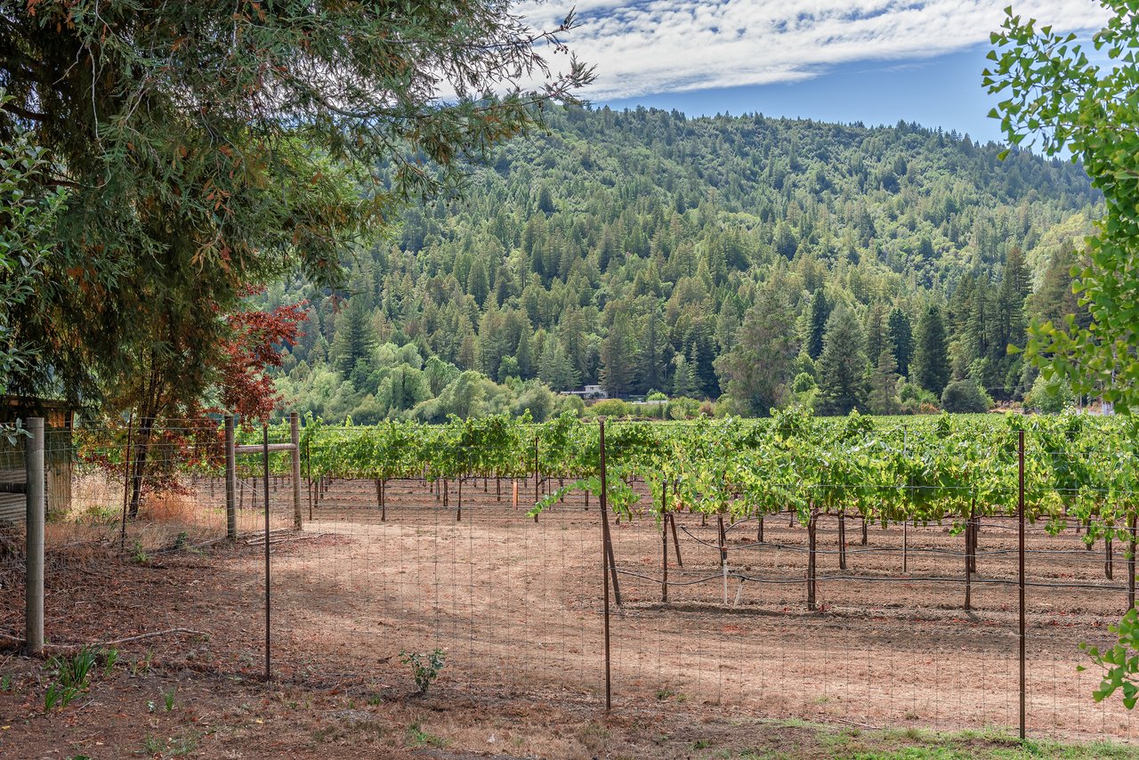 Vineyard rows stretch toward a forested mountain ridge, framed by overhanging trees.