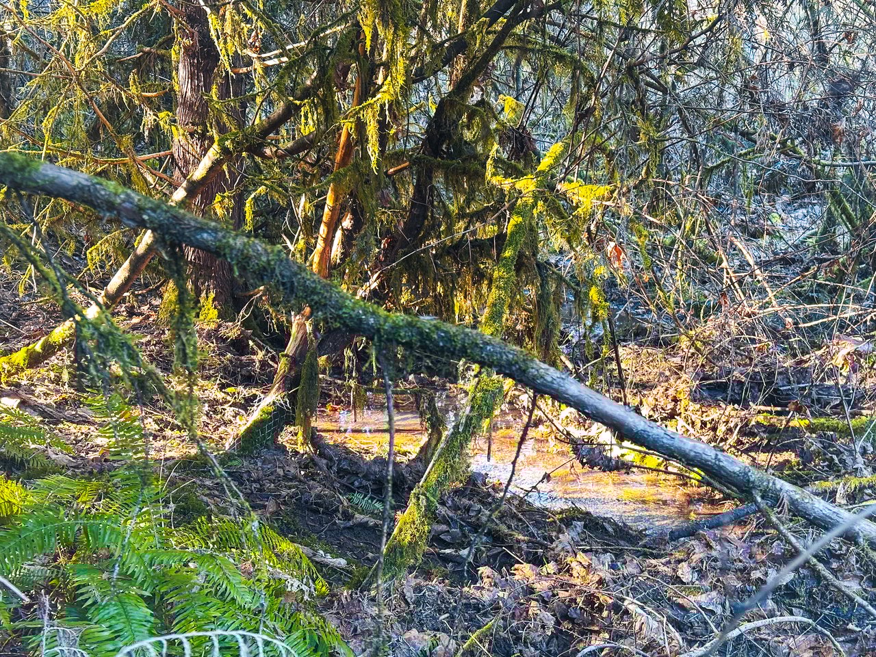 Liberty Forest Auction