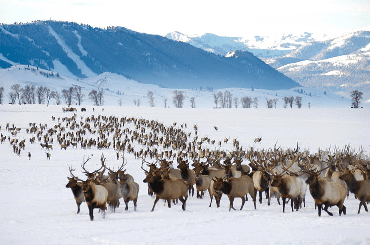 Elk Herd in the National Elk Refuge