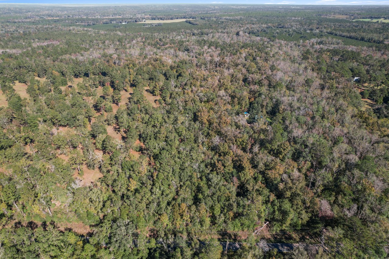 Aerial view of a vast, lush forest with dense green trees stretching to the horizon under a clear sky, conveying a sense of tranquility and wilderness.