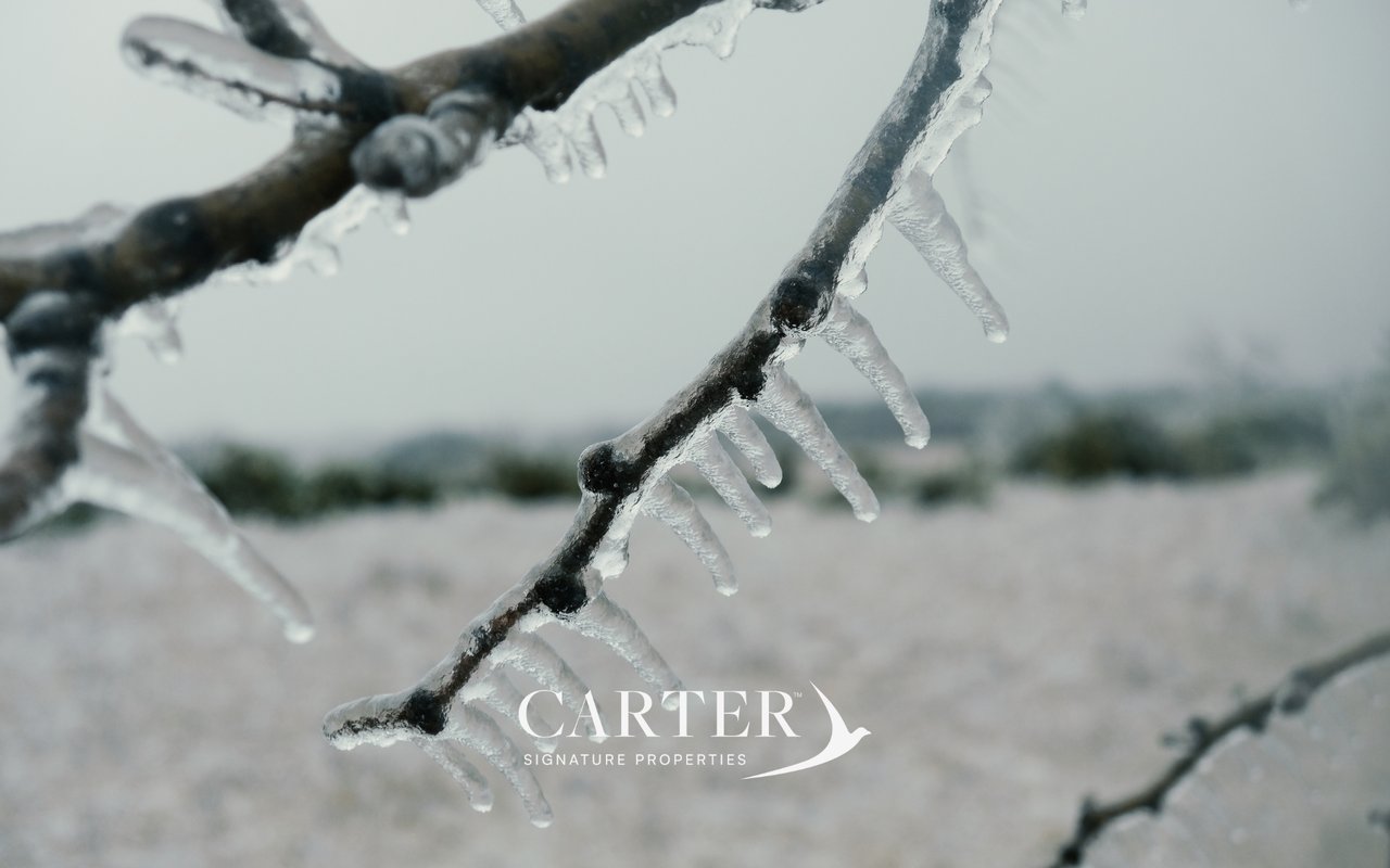 Close-up of a tree branch covered in icicles during a Texas winter freeze