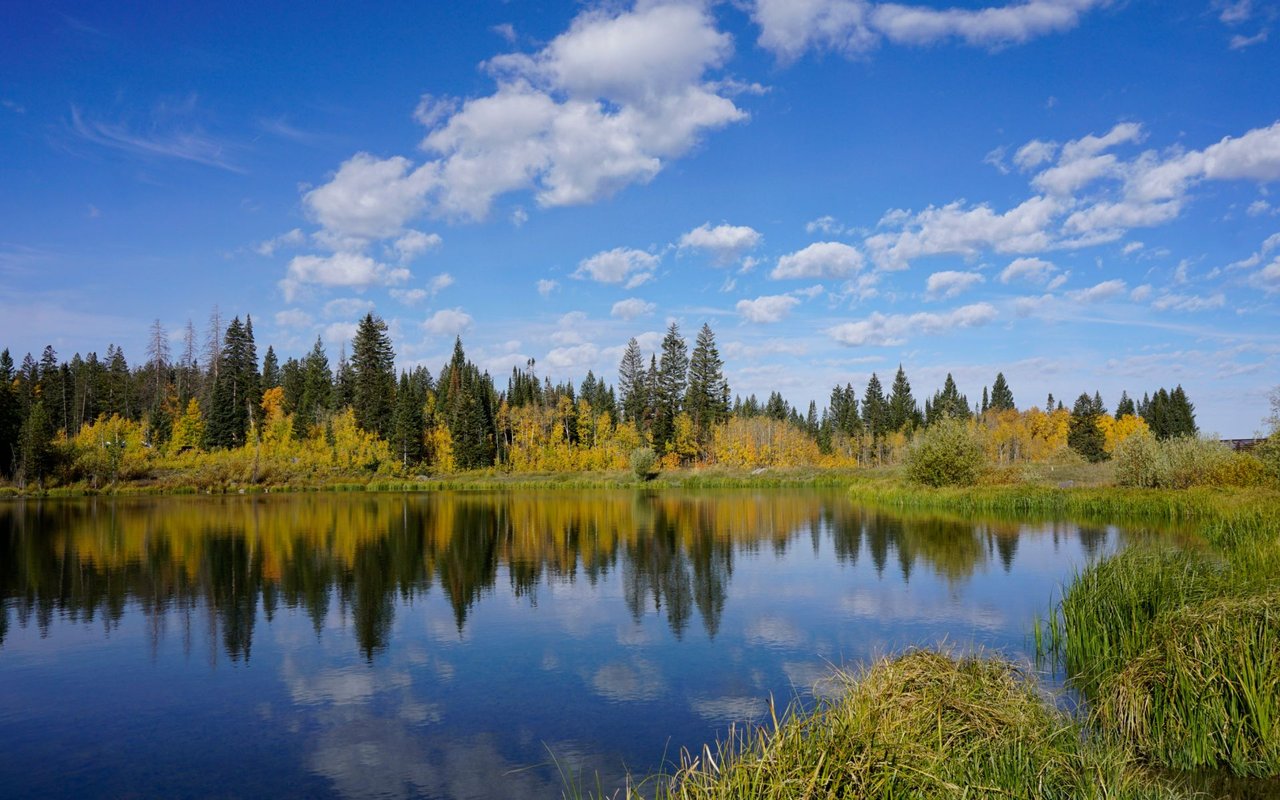 Pond reflecting evergreen trees and golden autumn foliage beneath a cloud-filled blue sky.