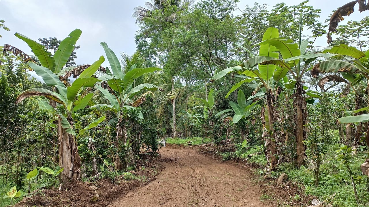 Mountain View Land with Several Building Sites and Mature Fruit Trees