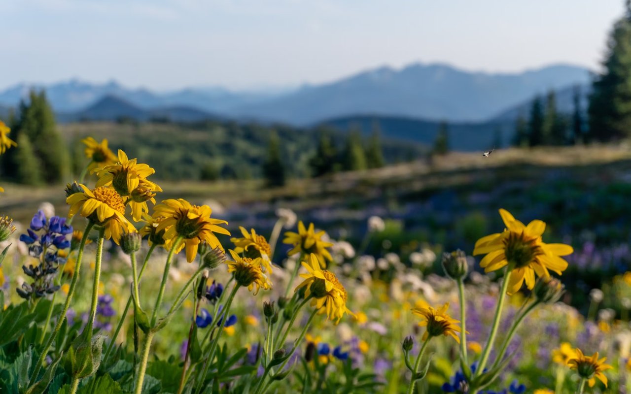 A Guide To Colorado Wildflowers