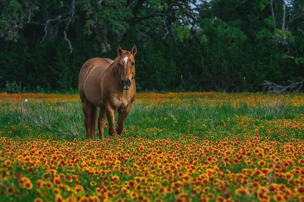 1934 N Walnut Springs Rd