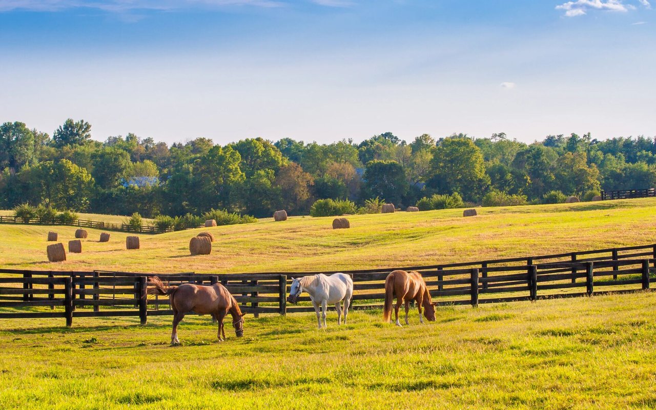 Horse Ranch