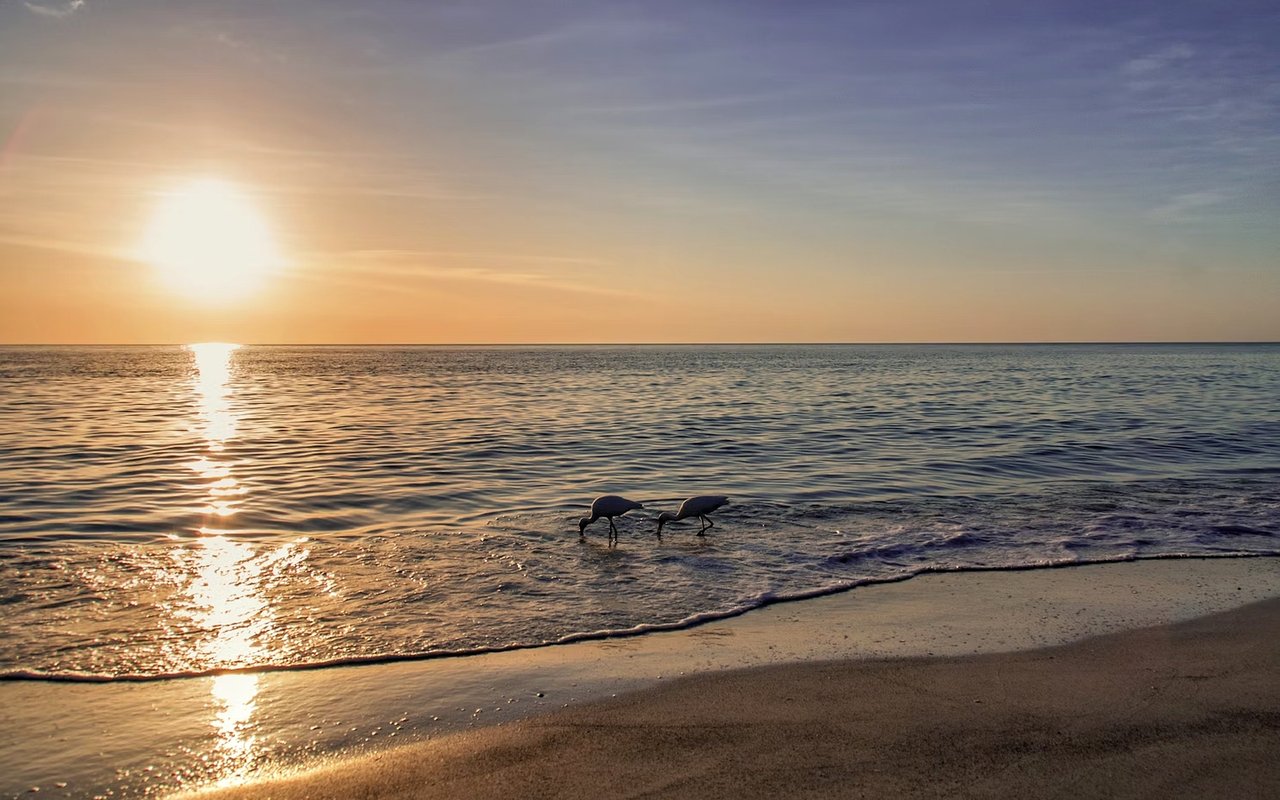 The Top Attractions in Longboat Key For Locals or Tourists