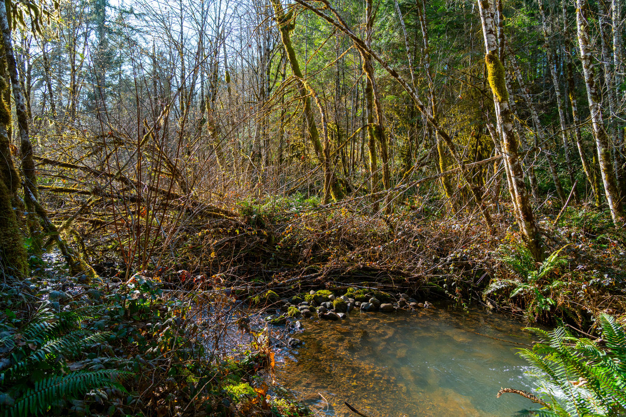 Camp Creek Forest