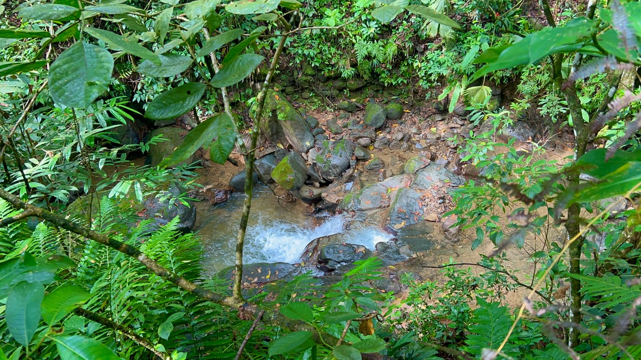 Selva Vista Estate – 5.9 Acres of Wild Beauty