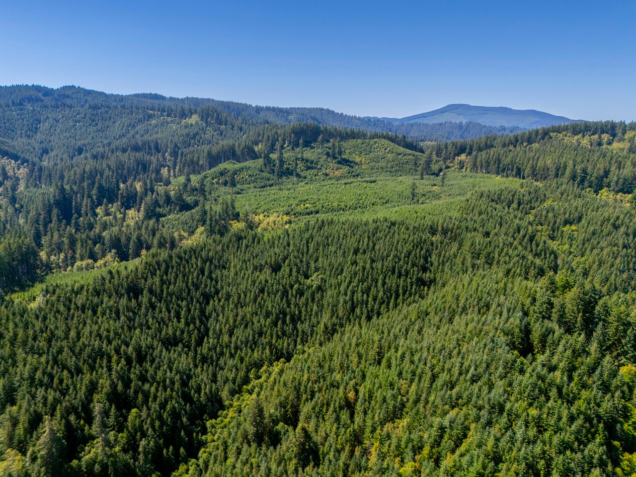 LINCOLN-HILLTOP TREEFARM Sealed Bid Offering 
