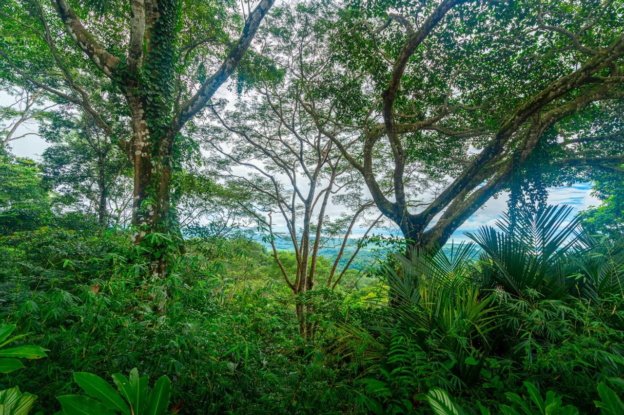 Ocean, jungle & mountain views on a meticulously landscaped 3-home family compound