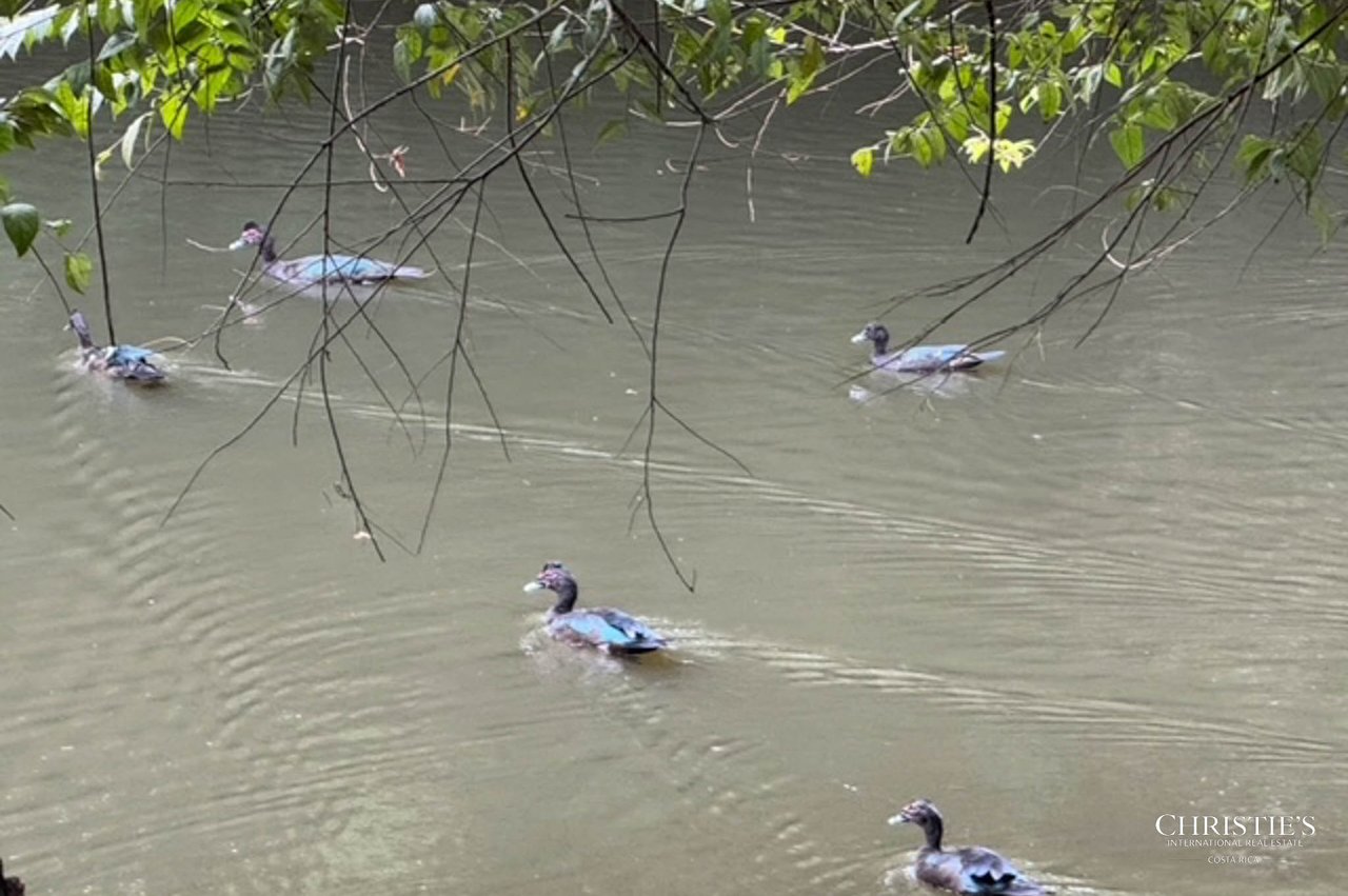 Tambor Cottage on the Pond