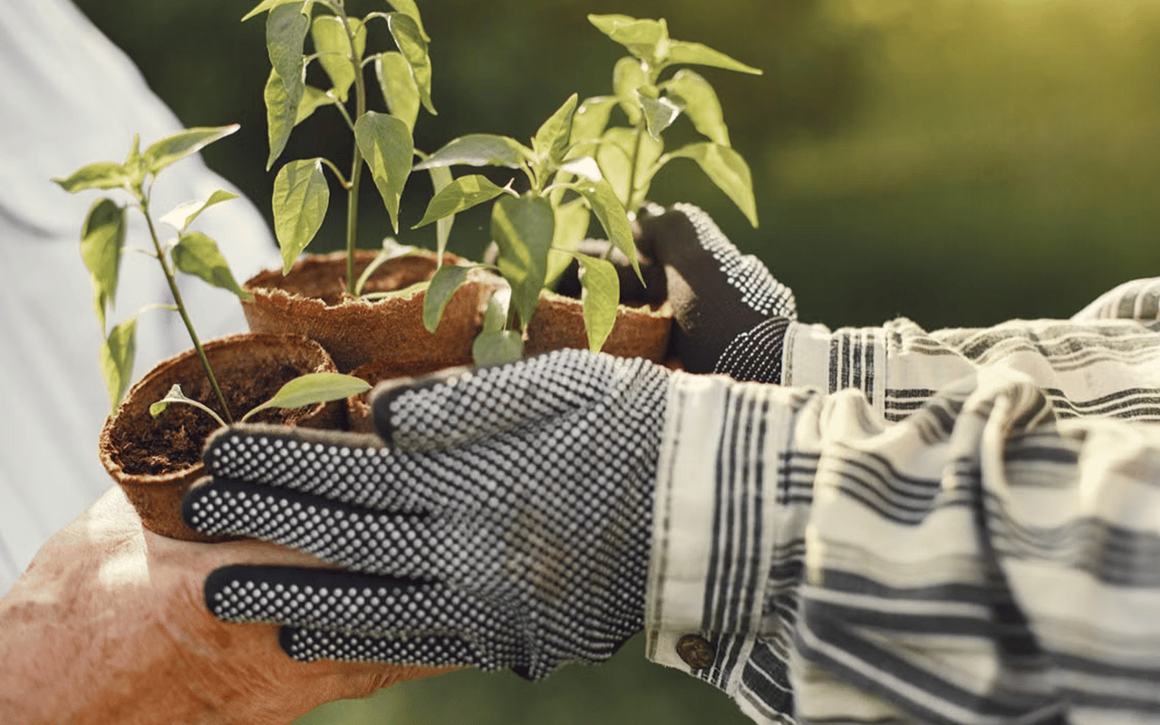 Gloved hands tending leafy seedlings in small biodegradable pots.