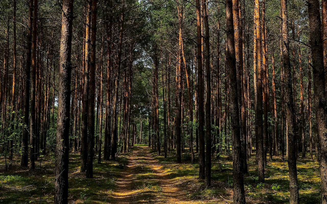 Forest Avenue / Pine Avenue