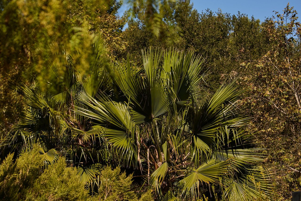 Fan palm fronds among dense green trees and shrubs under a blue sky