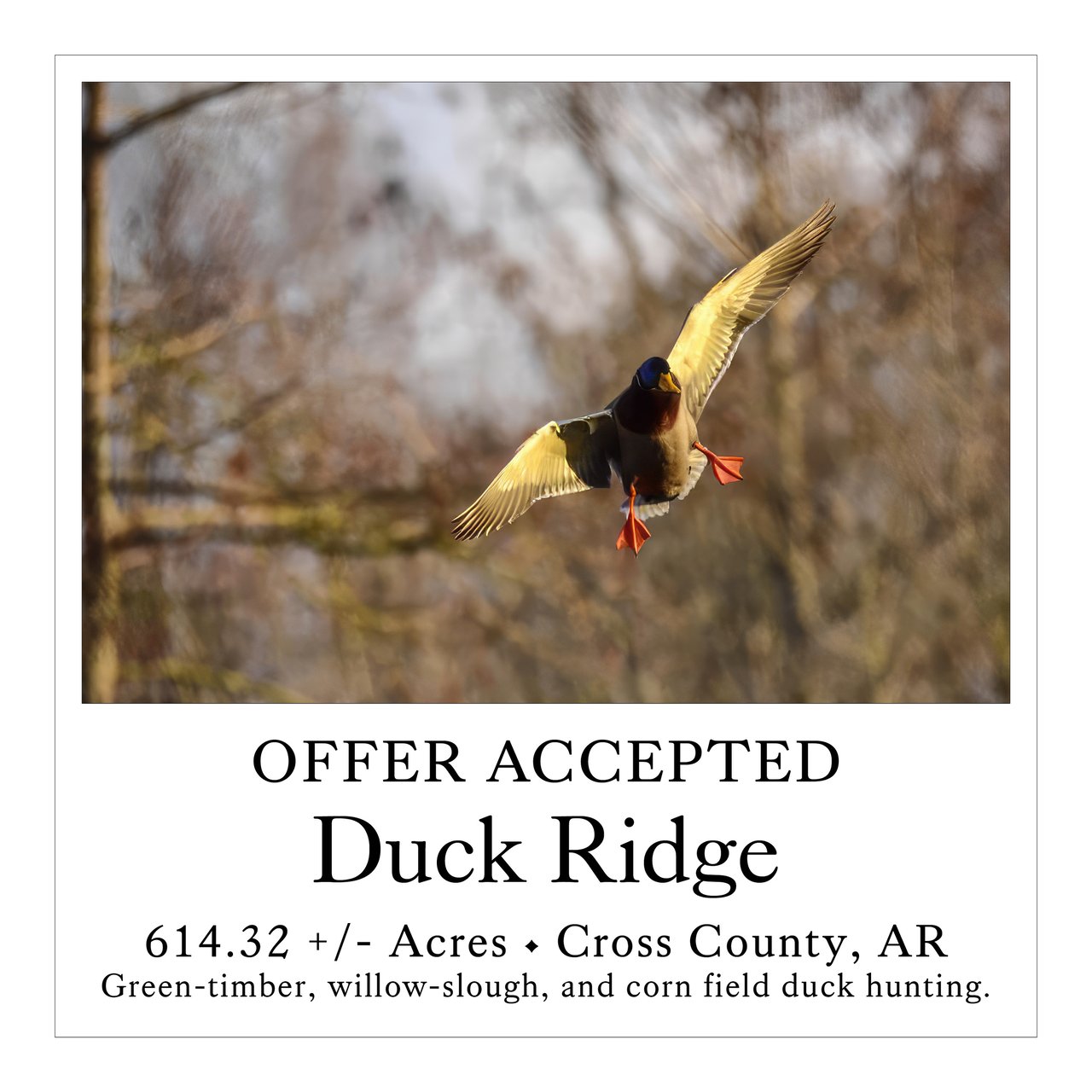 Duck Ridge