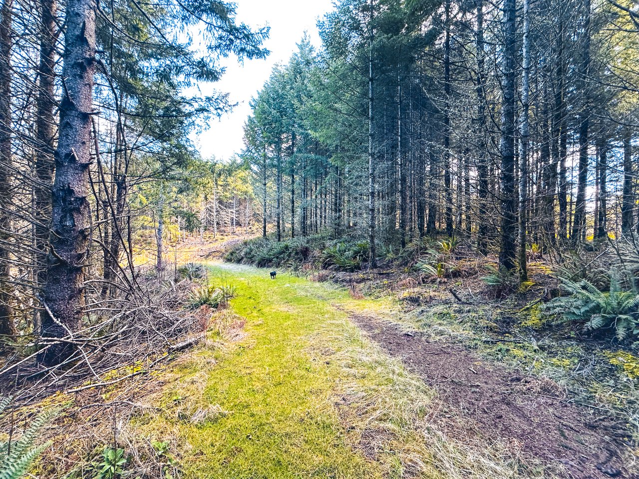 Marion Woods - Auction