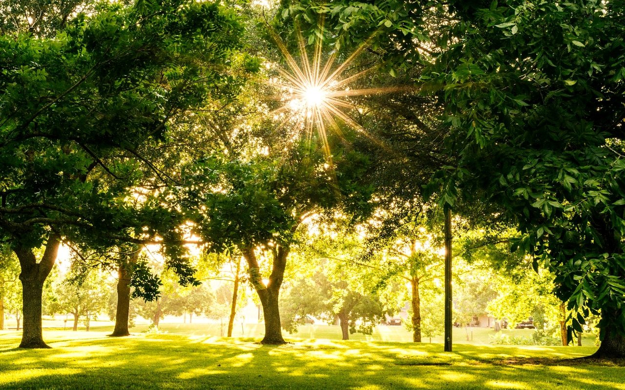 Sunlight shines through leafy trees over a grassy park lawn.