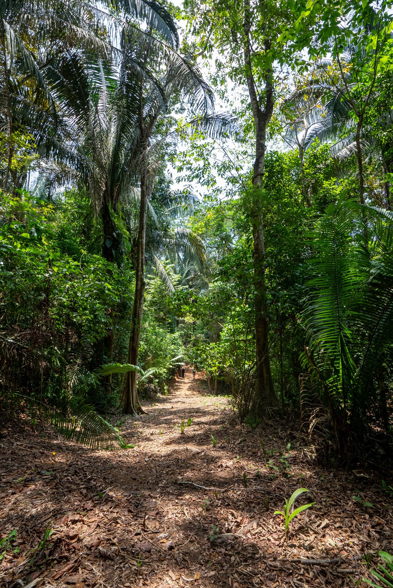 Rare 86-Acre Ocean View Estate Bordering Hacienda Barú – A Unique Opportunity for Conservation and Development