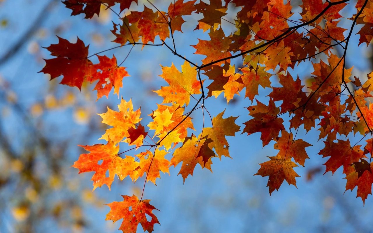 This Fall, Visit a U-Pick Farm Near You!