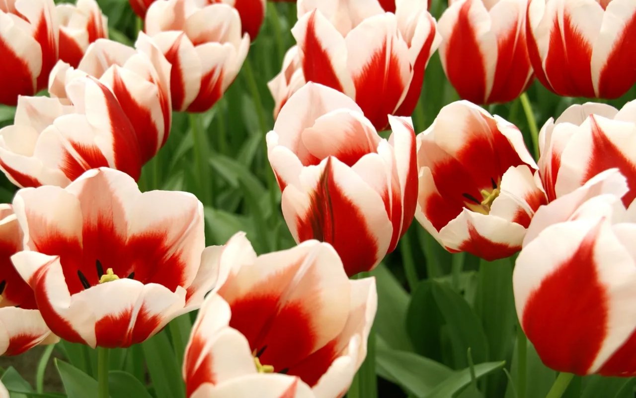 April Monthly Home Maintenance Tip: Easy Spring Checklist