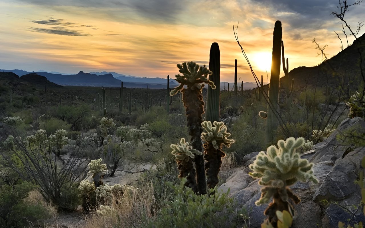 Arizona Desert Landscaping Plants