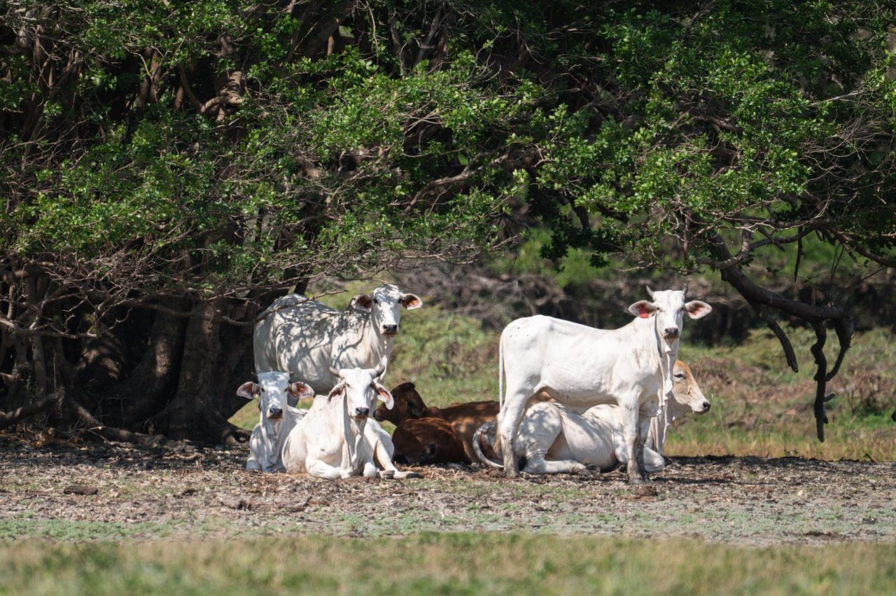 Prime 444-Acre Investment Opportunity 