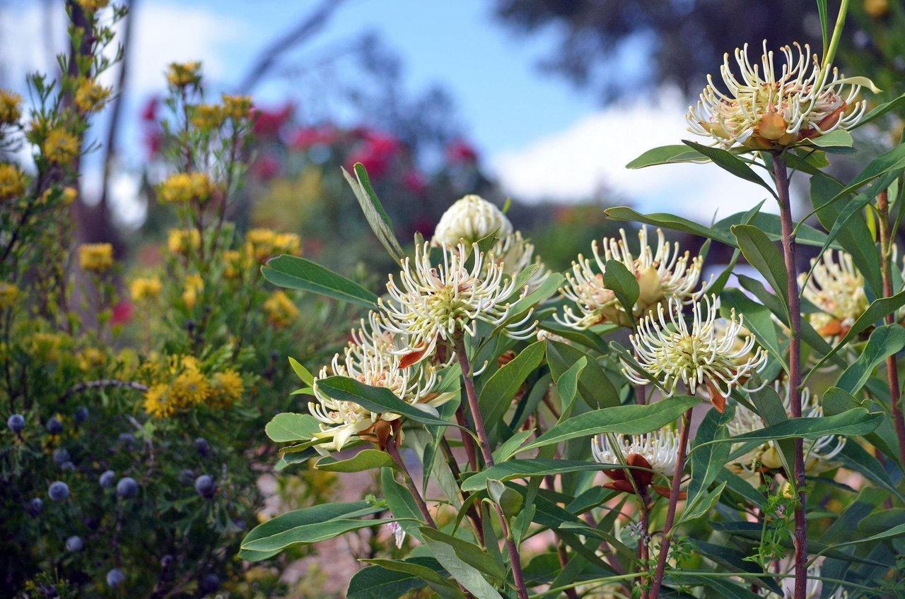 Drought Got You Down? These San Diego Plants Need Very Little Water