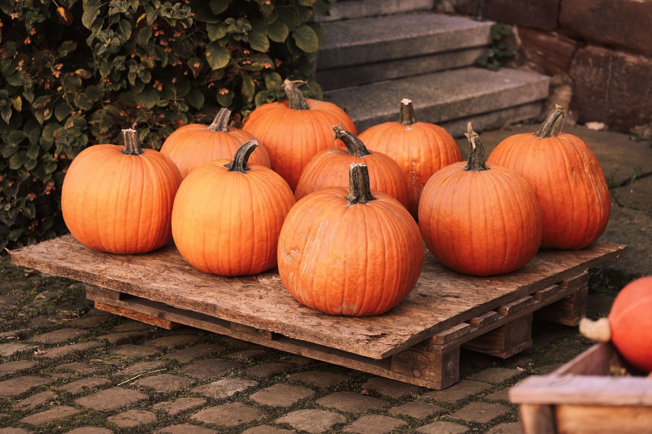 Fall Events in the Lowcountry 