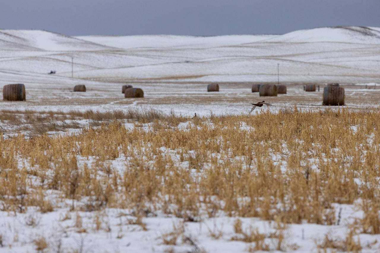 Blood Coulee Ranch