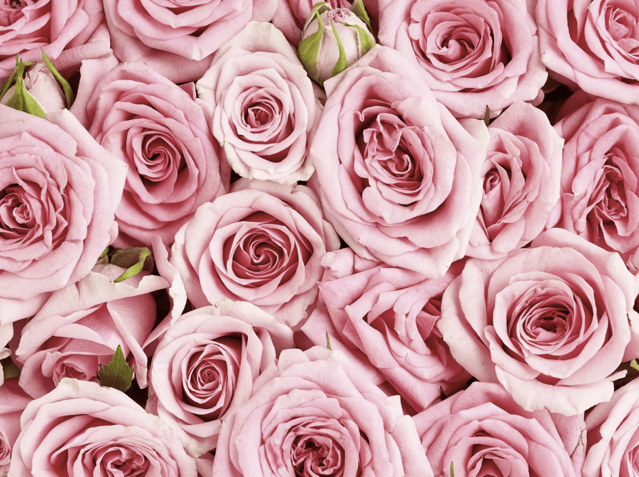 Valentine's Day Guide cover